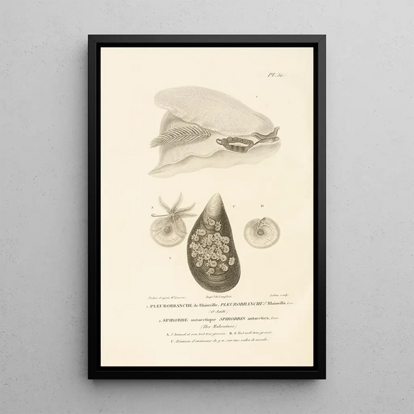 Centurie zoologique Pl51 - René Primevère Lesson — quadro incorniciato alla parete