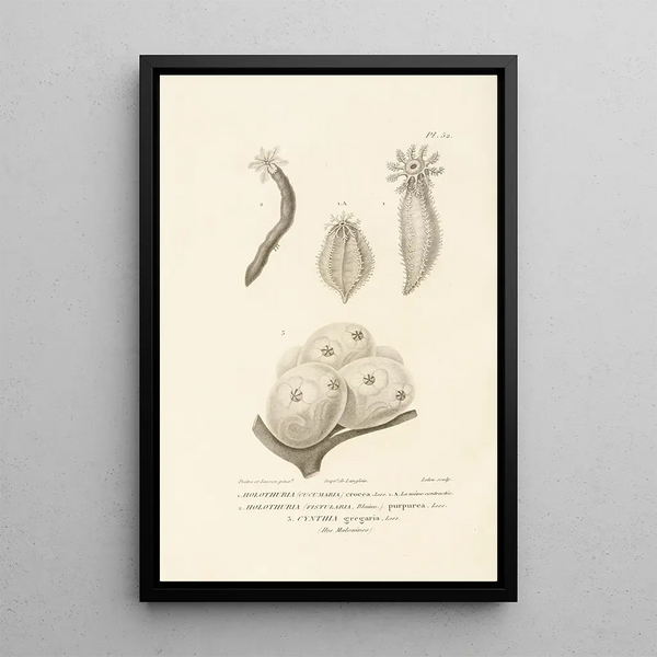 Centurie zoologique Pl52 - René Primevère Lesson — quadro incorniciato alla parete