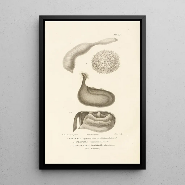 Centurie zoologique Pl53 - René Primevère Lesson — quadro incorniciato alla parete