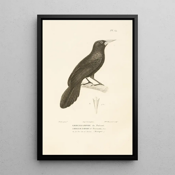 Centurie zoologique Pl54 - René Primevère Lesson — quadro incorniciato alla parete