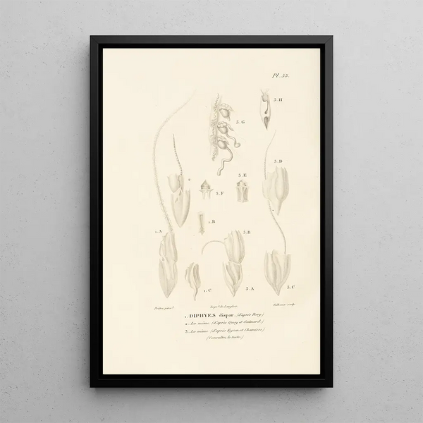 Centurie zoologique Pl55 - René Primevère Lesson — quadro incorniciato alla parete