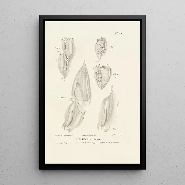 Centurie zoologique Pl56 - René Primevère Lesson — quadro incorniciato alla parete