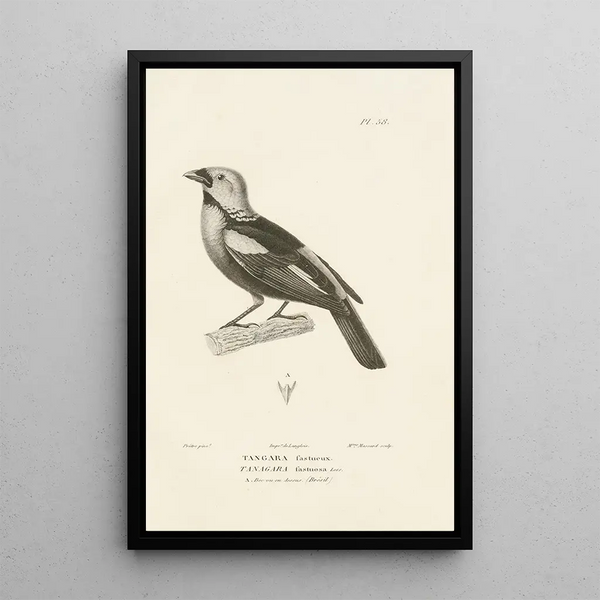 Centurie zoologique Pl57 - René Primevère Lesson — quadro incorniciato alla parete