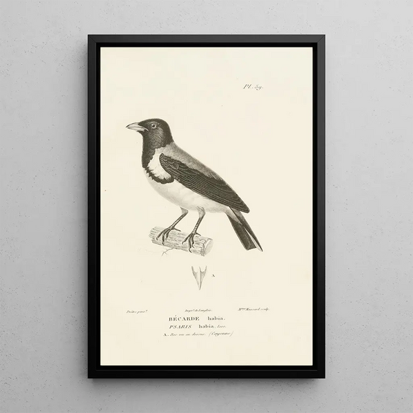 Centurie zoologique Pl58 - René Primevère Lesson — quadro incorniciato alla parete