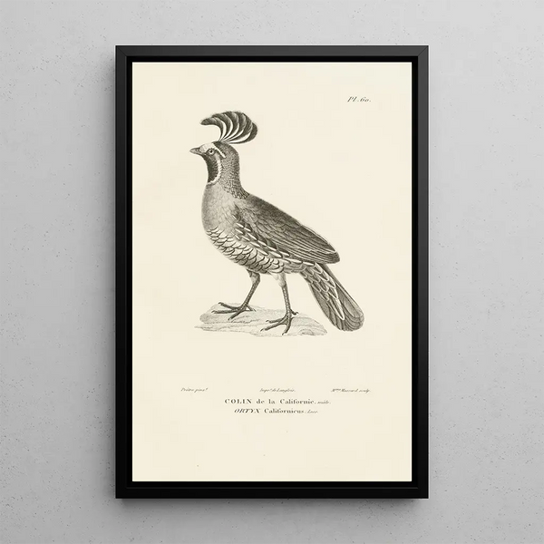 Centurie zoologique Pl59 - René Primevère Lesson — quadro incorniciato alla parete