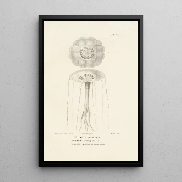 Centurie zoologique Pl62 - René Primevère Lesson — quadro incorniciato alla parete