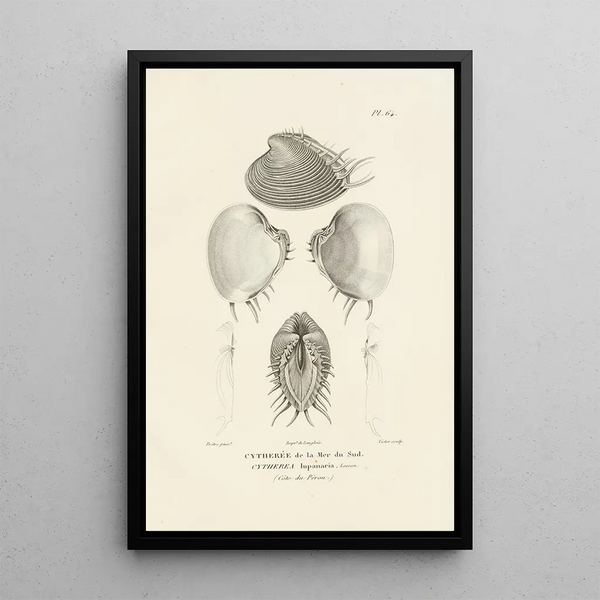 Centurie zoologique Pl63 - René Primevère Lesson — quadro incorniciato alla parete