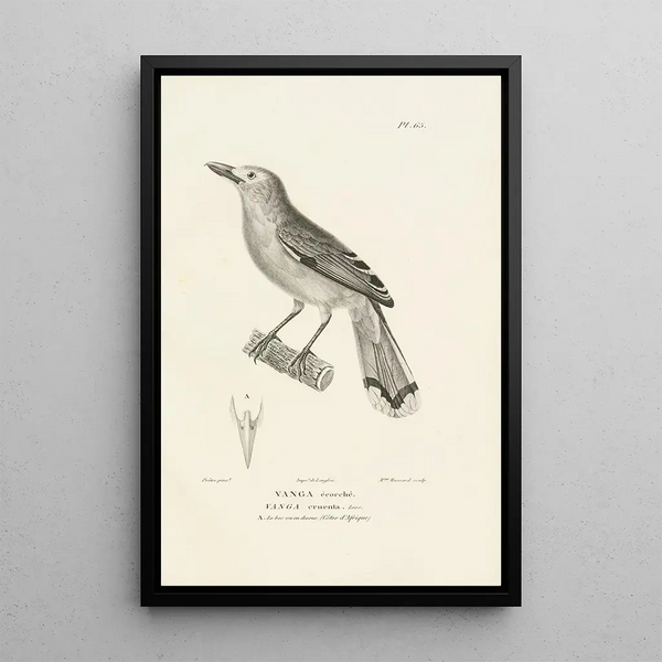 Centurie zoologique Pl64 - René Primevère Lesson — quadro incorniciato alla parete