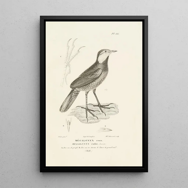 Centurie zoologique Pl65 - René Primevère Lesson — quadro incorniciato alla parete