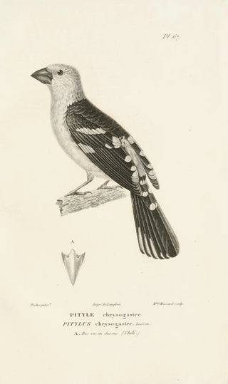 RenPrimevre Lesson - Centurie zoologique Pl66.webp