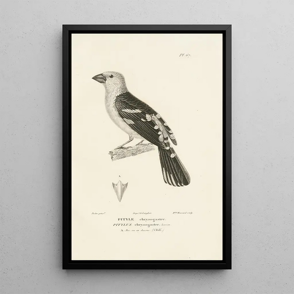 Centurie zoologique Pl66 - René Primevère Lesson — quadro incorniciato alla parete