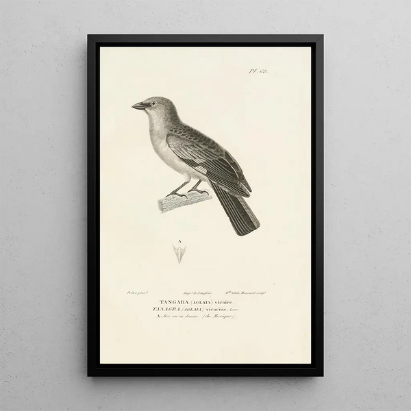 Centurie zoologique Pl67 - René Primevère Lesson — quadro incorniciato alla parete