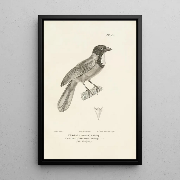 Centurie zoologique Pl68 - René Primevère Lesson — quadro incorniciato alla parete