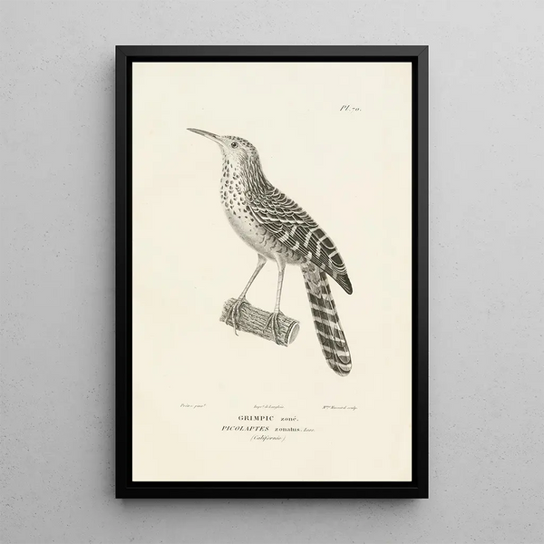 Centurie zoologique Pl69 - René Primevère Lesson — quadro incorniciato alla parete