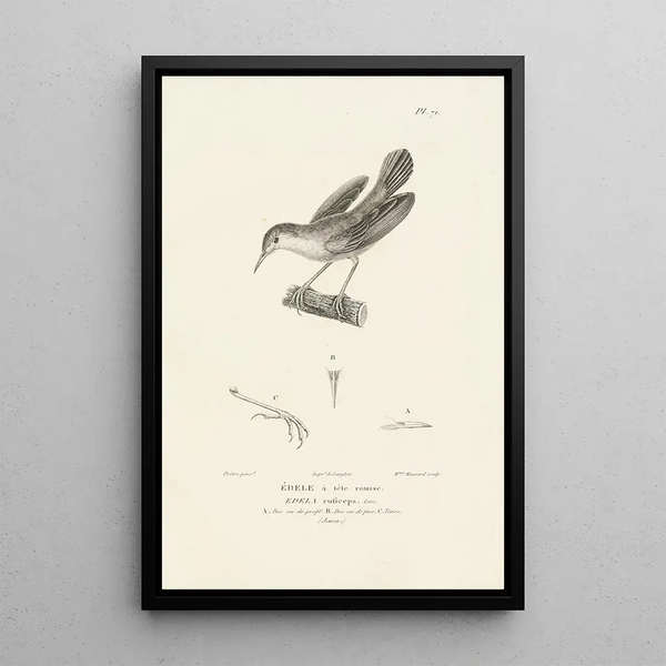 Centurie zoologique Pl70 - René Primevère Lesson — quadro incorniciato alla parete