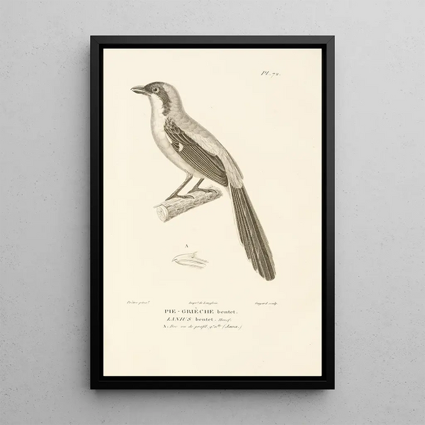 Centurie zoologique Pl71 - René Primevère Lesson — quadro incorniciato alla parete