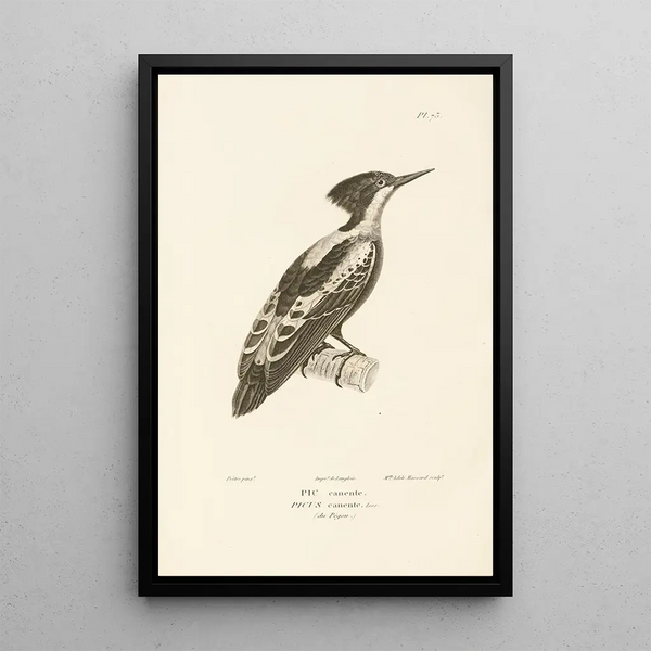 Centurie zoologique Pl72 - René Primevère Lesson — quadro incorniciato alla parete