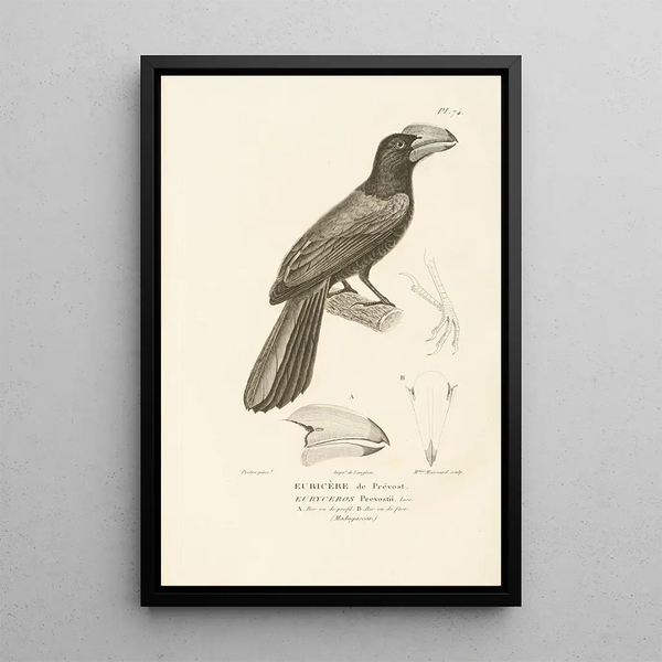 Centurie zoologique Pl73 - René Primevère Lesson — quadro incorniciato alla parete