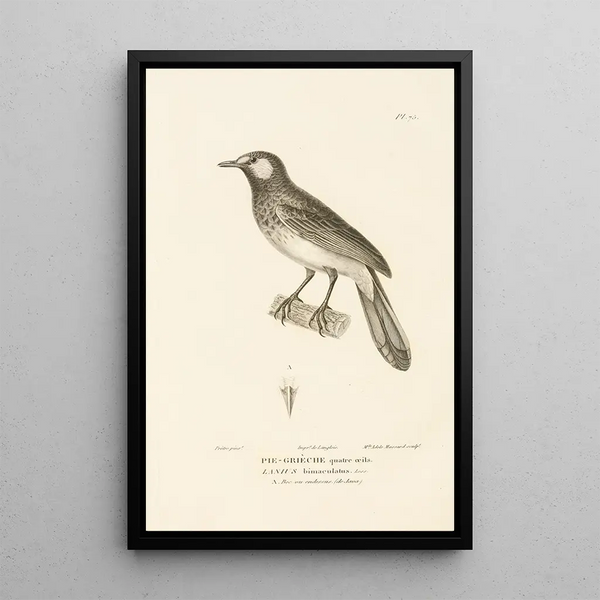 Centurie zoologique Pl74 - René Primevère Lesson — quadro incorniciato alla parete