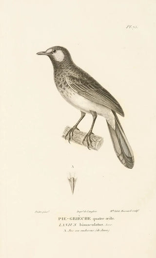 RenPrimevre Lesson - Centurie zoologique Pl74.webp