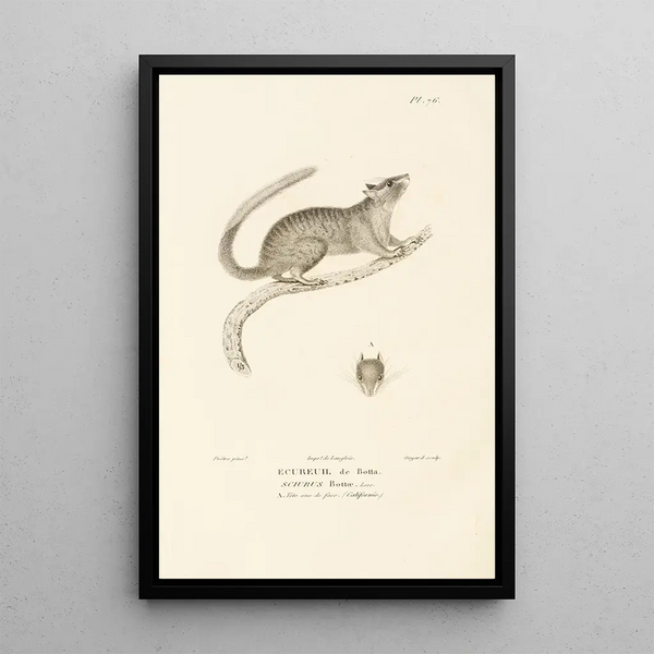 Centurie zoologique Pl75 - René Primevère Lesson — quadro incorniciato alla parete