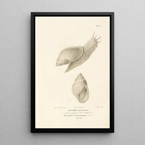 Centurie zoologique Pl76 - René Primevère Lesson — quadro incorniciato alla parete