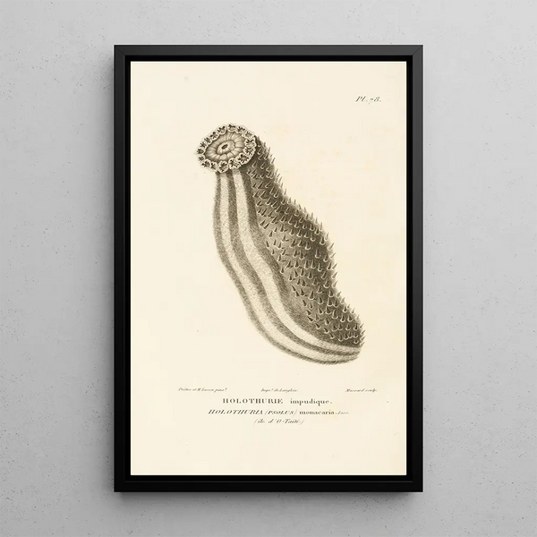 Centurie zoologique Pl77 - René Primevère Lesson — quadro incorniciato alla parete