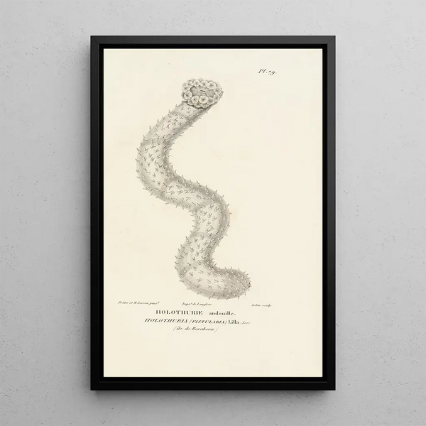 Centurie zoologique Pl78 - René Primevère Lesson — quadro incorniciato alla parete