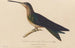 Storia naturale dei colibrì Pl03 - René Primevère Lesson — vista dell’opera