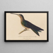 Storia naturale dei colibrì Pl03 - René Primevère Lesson — quadro incorniciato alla parete