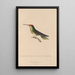 Histoire naturelle des oiseaux-mouches Pl14 - René Primevère Lesson — quadro incorniciato alla parete