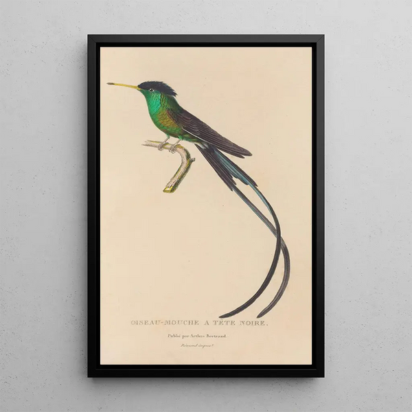 Histoire naturelle des oiseaux-mouches Pl17 - René Primevère Lesson — quadro incorniciato alla parete