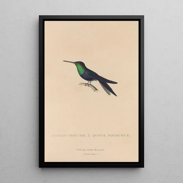 Histoire naturelle des oiseaux-mouches Pl18 - René Primevère Lesson — quadro incorniciato alla parete