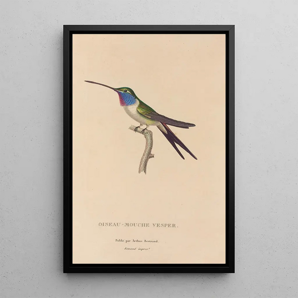 Histoire naturelle des oiseaux-mouches Pl19 - René Primevère Lesson — quadro incorniciato alla parete