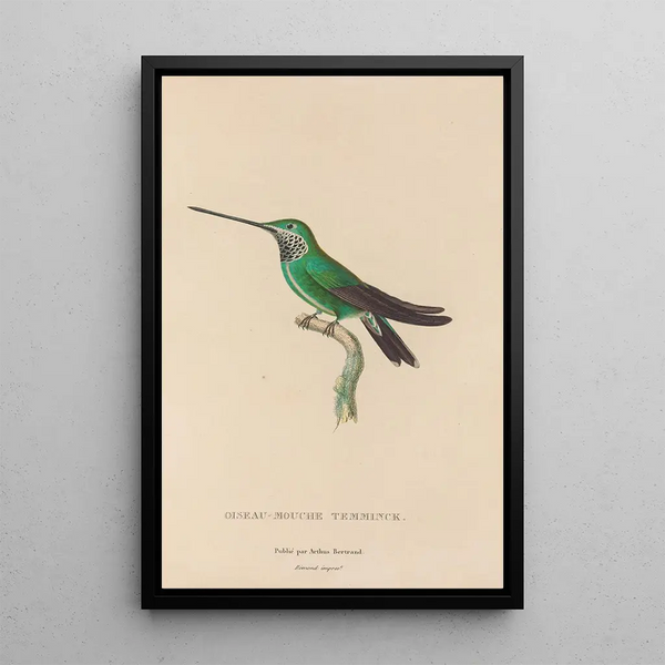 Histoire naturelle des oiseaux-mouches Pl20 - René Primevère Lesson — quadro incorniciato alla parete