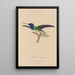 Histoire naturelle des oiseaux-mouches Pl21 - René Primevère Lesson — quadro incorniciato alla parete