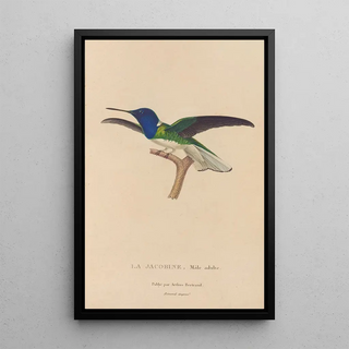 RenPrimevre Lesson - Histoire naturelle des oiseauxmouches Pl21.webp