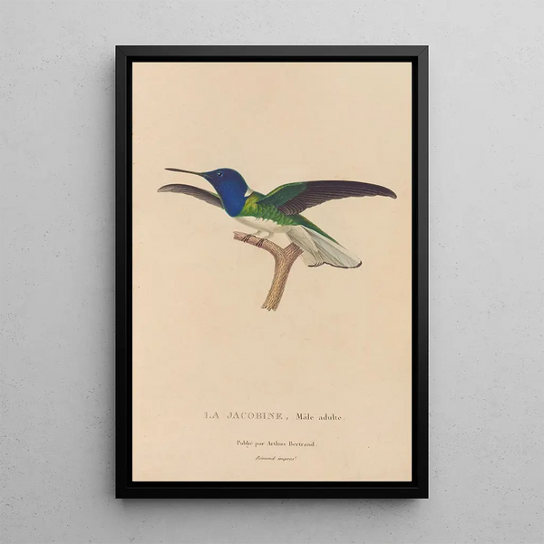 Histoire naturelle des oiseaux-mouches Pl21 - René Primevère Lesson — quadro incorniciato alla parete