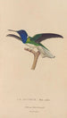 Histoire naturelle des oiseaux-mouches Pl21 - René Primevère Lesson — vista dell’opera