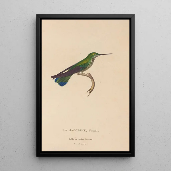 Histoire naturelle des oiseaux-mouches Pl22 - René Primevère Lesson — quadro incorniciato alla parete