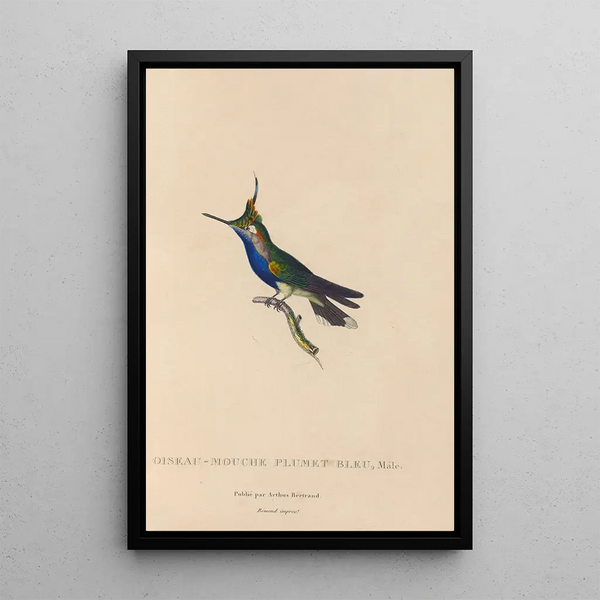 Histoire naturelle des oiseaux-mouches Pl23 - René Primevère Lesson — quadro incorniciato alla parete