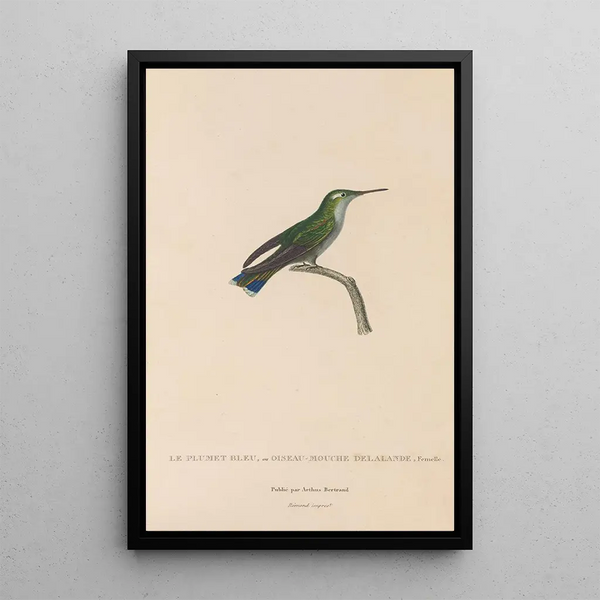 Histoire naturelle des oiseaux-mouches Pl24 - René Primevère Lesson — quadro incorniciato alla parete