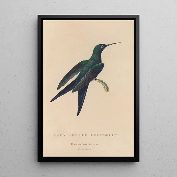 Histoire naturelle des oiseaux-mouches Pl25 - René Primevère Lesson — quadro incorniciato alla parete