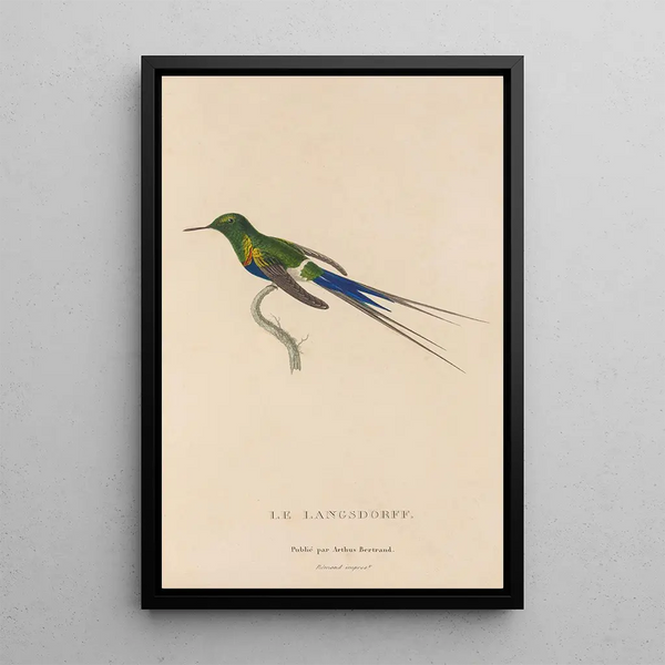Histoire naturelle des oiseaux-mouches Pl26 - René Primevère Lesson — quadro incorniciato alla parete
