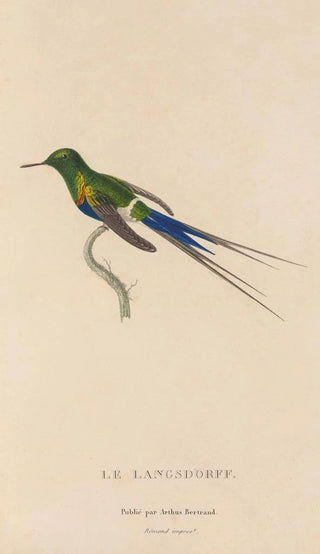 RenPrimevre Lesson - Histoire naturelle des oiseauxmouches Pl26.webp