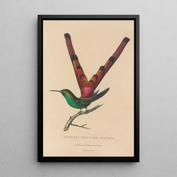 Histoire naturelle des oiseaux-mouches Pl27 - René Primevère Lesson — quadro incorniciato alla parete