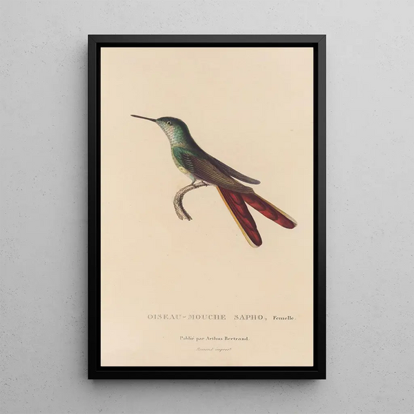 Histoire naturelle des oiseaux-mouches Pl28 - René Primevère Lesson — quadro incorniciato alla parete