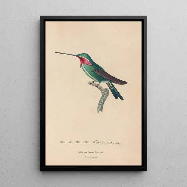 Histoire naturelle des oiseaux-mouches Pl29 - René Primevère Lesson — quadro incorniciato alla parete