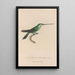 Histoire naturelle des oiseaux-mouches Pl30 - René Primevère Lesson — quadro incorniciato alla parete