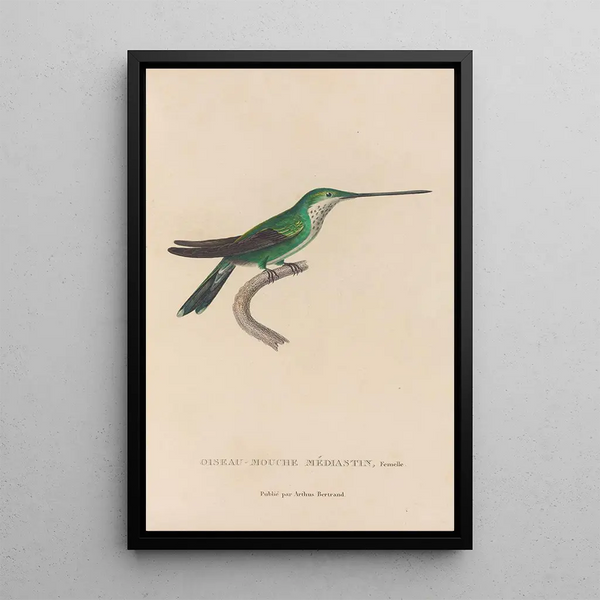 Histoire naturelle des oiseaux-mouches Pl30 - René Primevère Lesson — quadro incorniciato alla parete